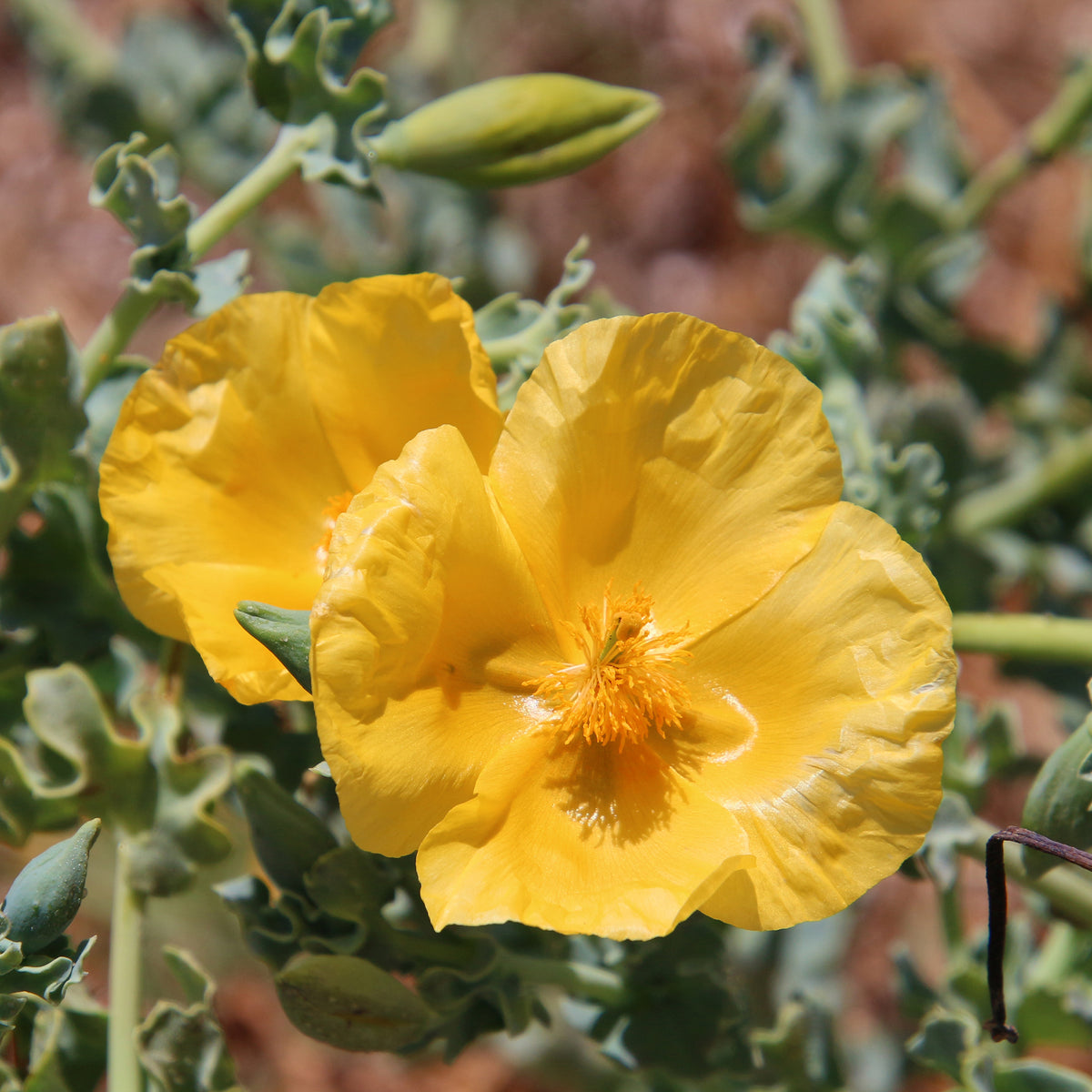Glaucium flavum - Bakker