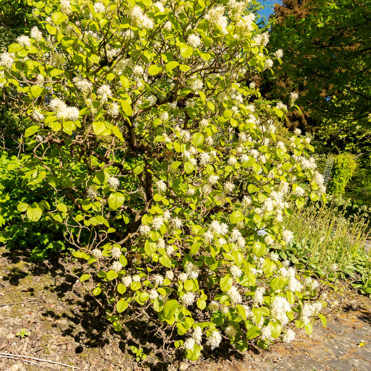 Plantes de terrasses et balcons - Grand fothergille - Fothergilla major