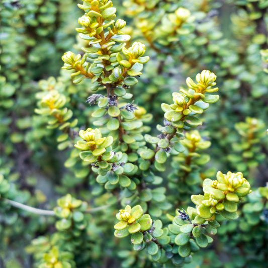 Olearia nummulariifolia - Bakker