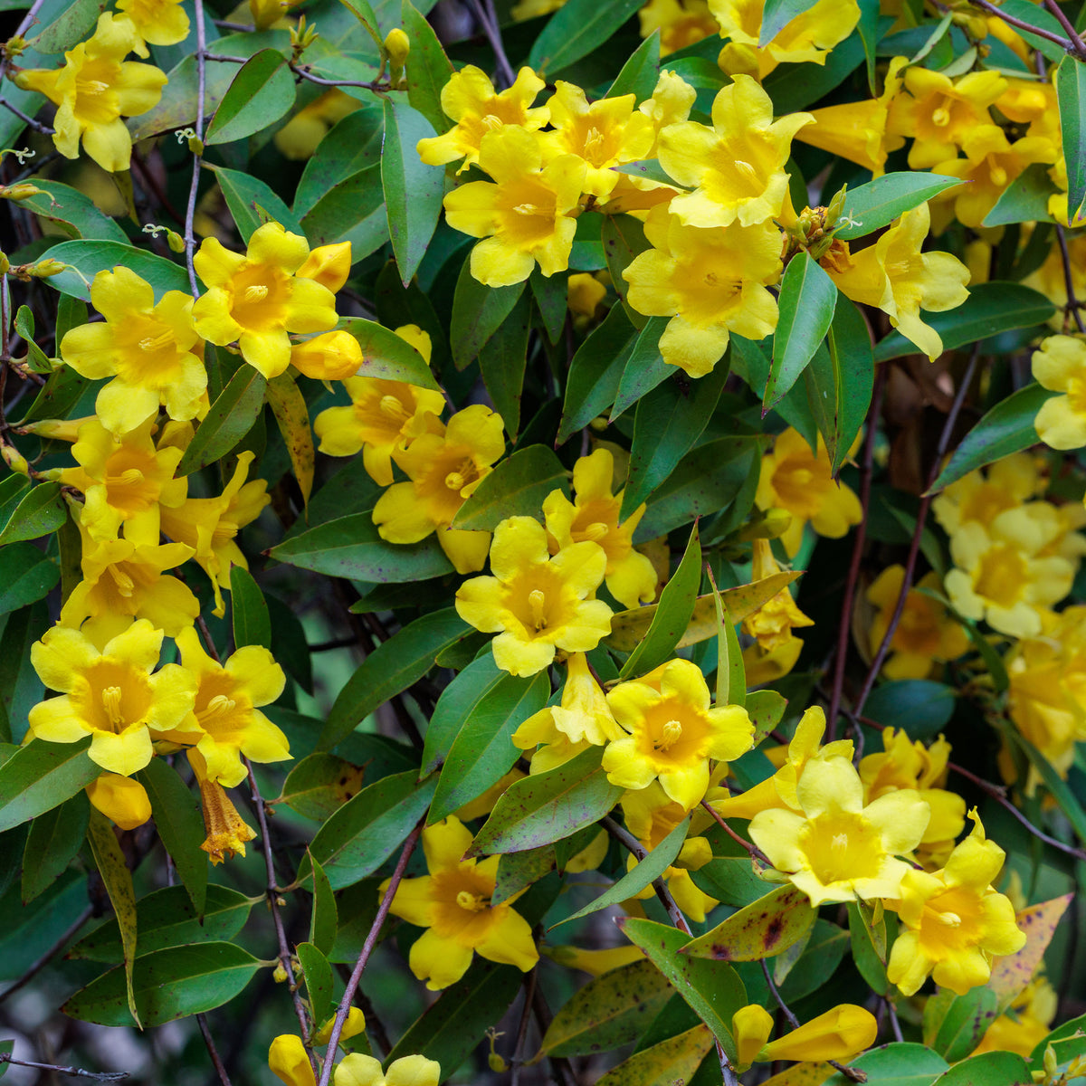 Gelsemium sempervirens - Gelsemium sempervirens - Bakker