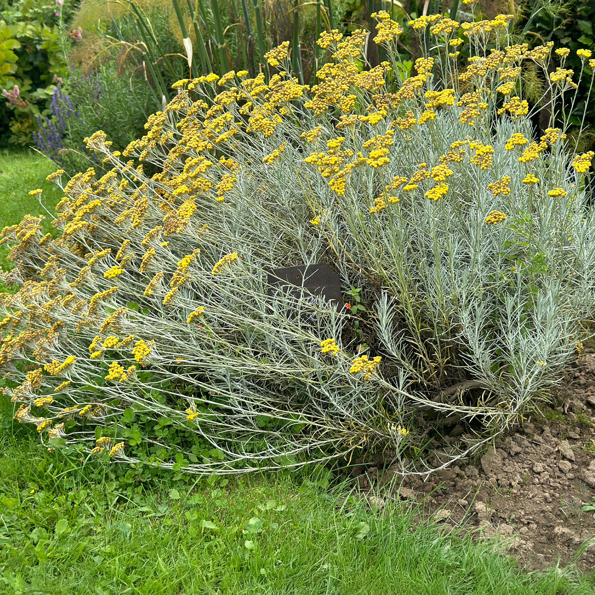 Herbe à curry - Helichrysum italicum subsp. serotinum - Bakker