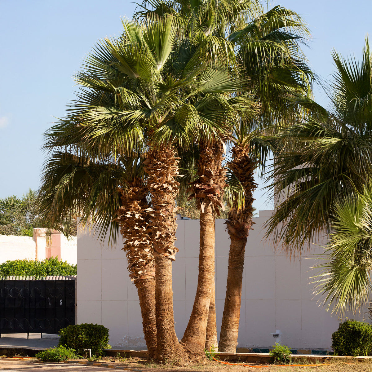Vente Palmier à jupon - Washingtonia filifera