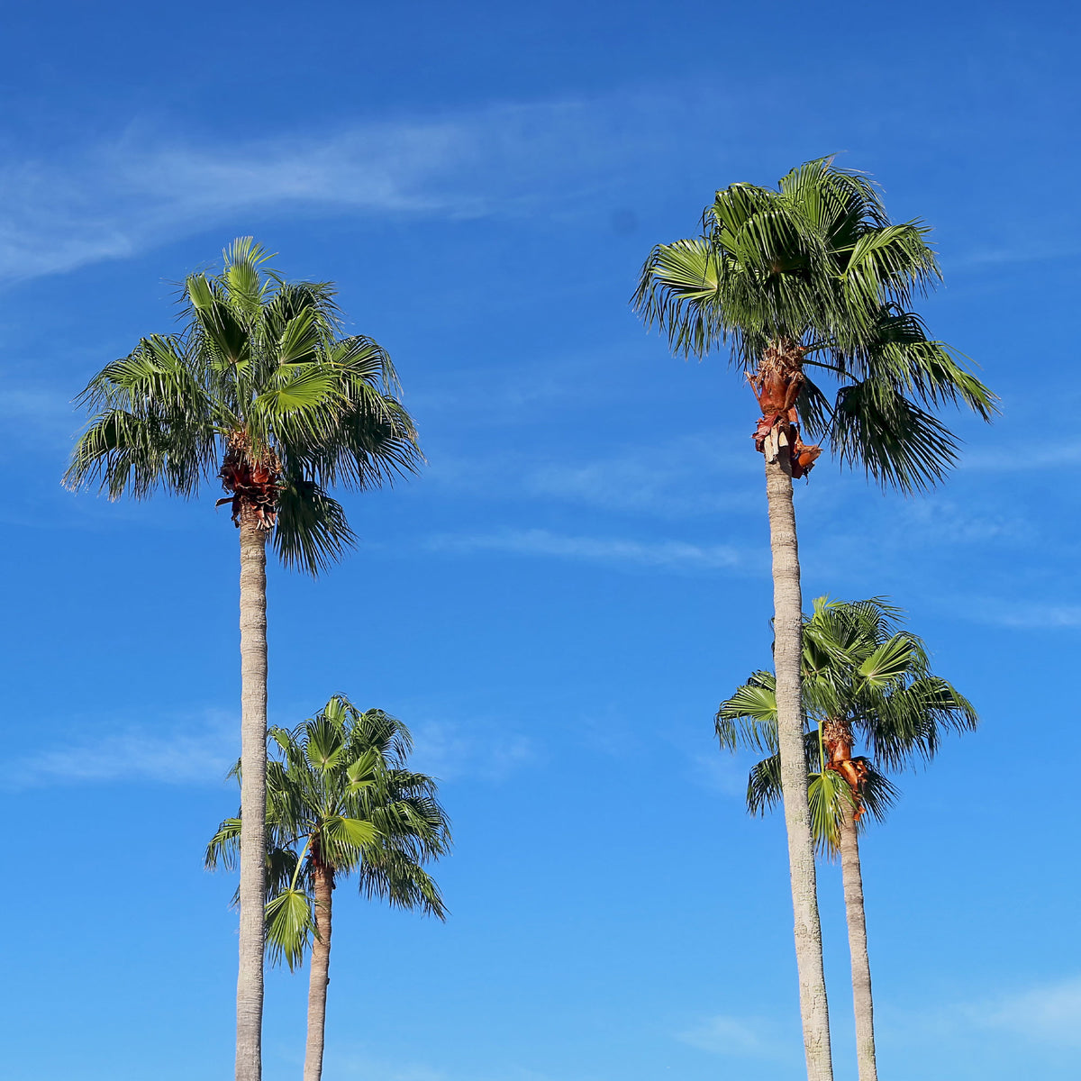 Washingtonia robusta - Palmier à jupon du Mexique - Palmiers