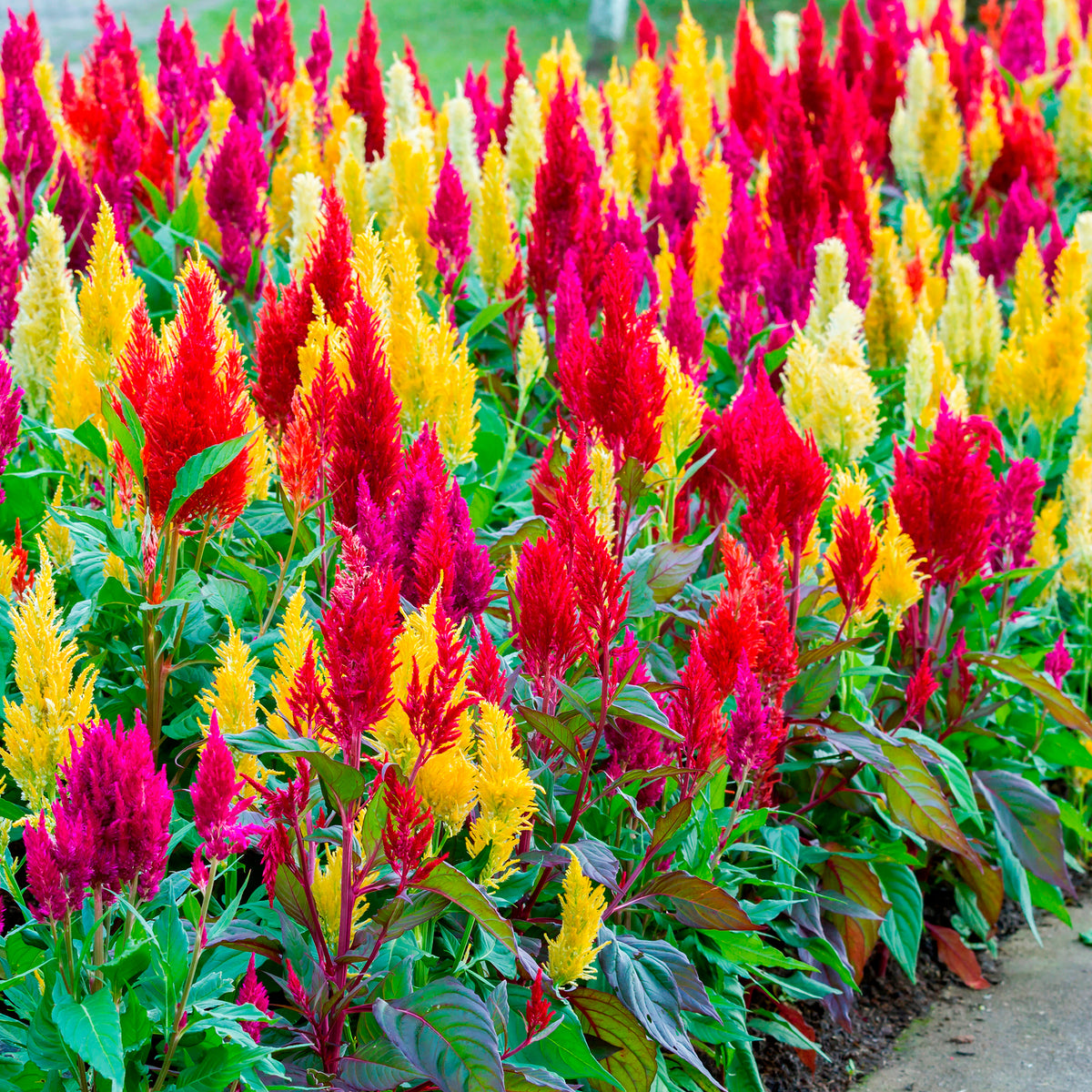 Celosia argentea plumosa - Célosie à épi plumeux Pampas Plume en mélange - Terrasse et balcon