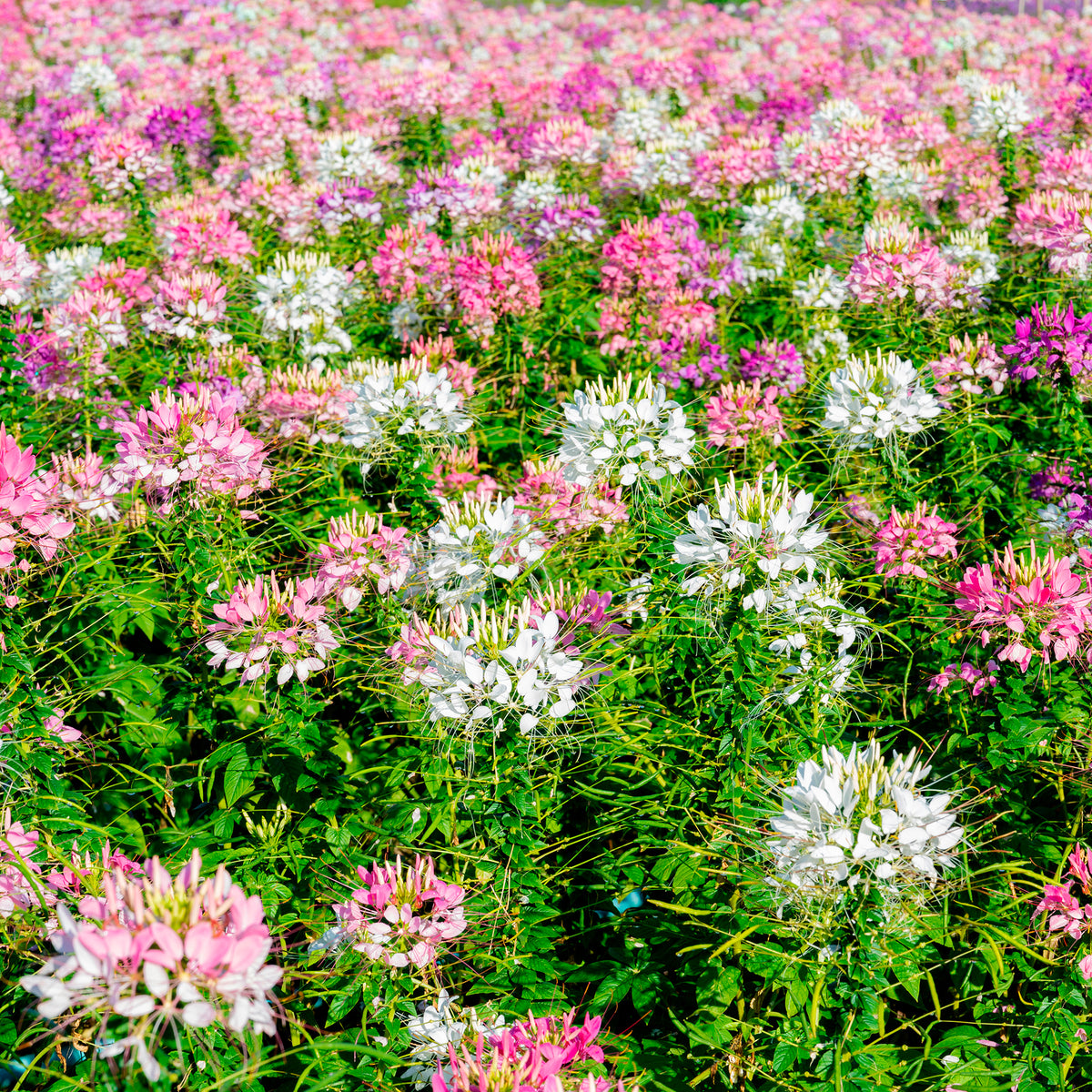 Cleome - Cléome - Cléome épineux Colour Fountain en mélange - Cleome spinosa