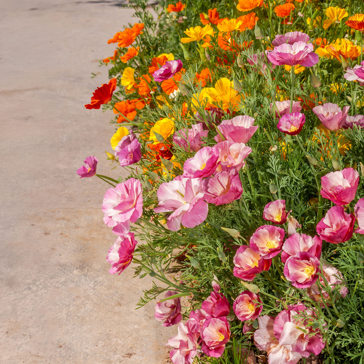 Pavot de Californie à fleurs doubles en mélange - Eschscholzia californica - Bakker