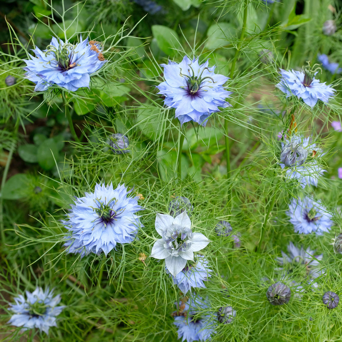 Nigella damascena - Nigelle de Damas Miss Jekyll Blue - Graines de fleurs pour massifs et bordures