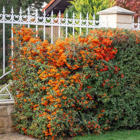 Buisson ardent Saphyr® Orange Cadange - Pyracantha - Bakker