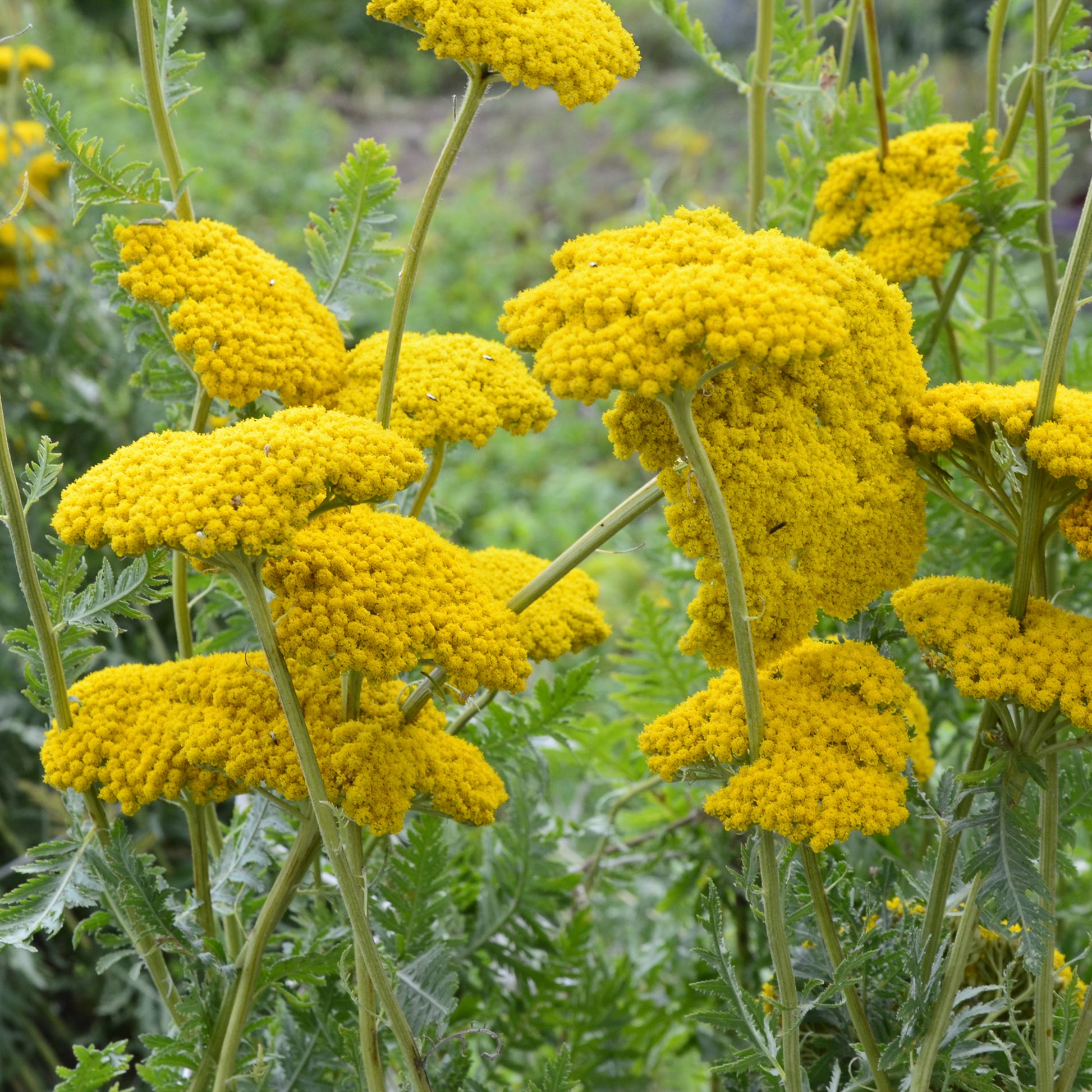 Achillée Cloth Of Gold - Achillea filipendulina Cloth of Gold - Bakker