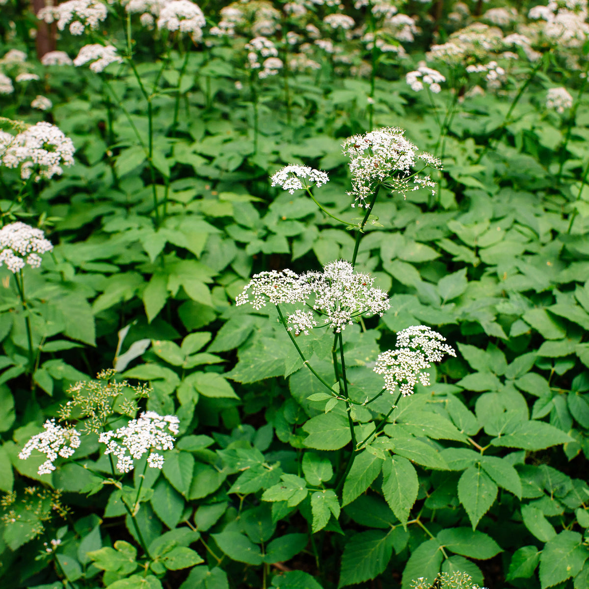 Herbe aux goutteux - Aegopodium podagraria - Bakker