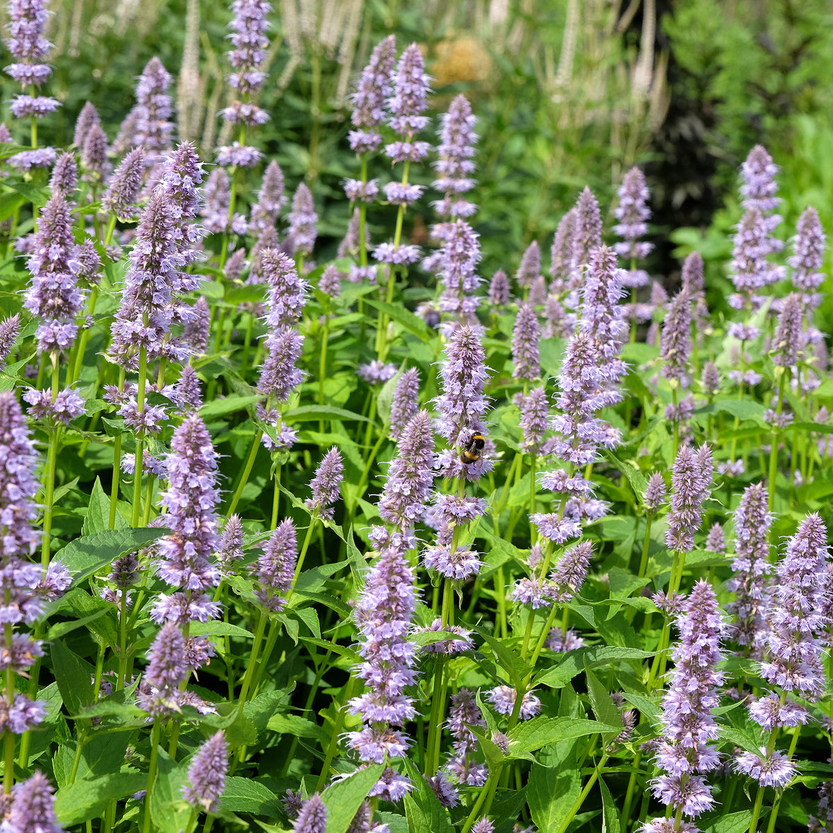 Agastache fenouil - Agastache foeniculum - Bakker