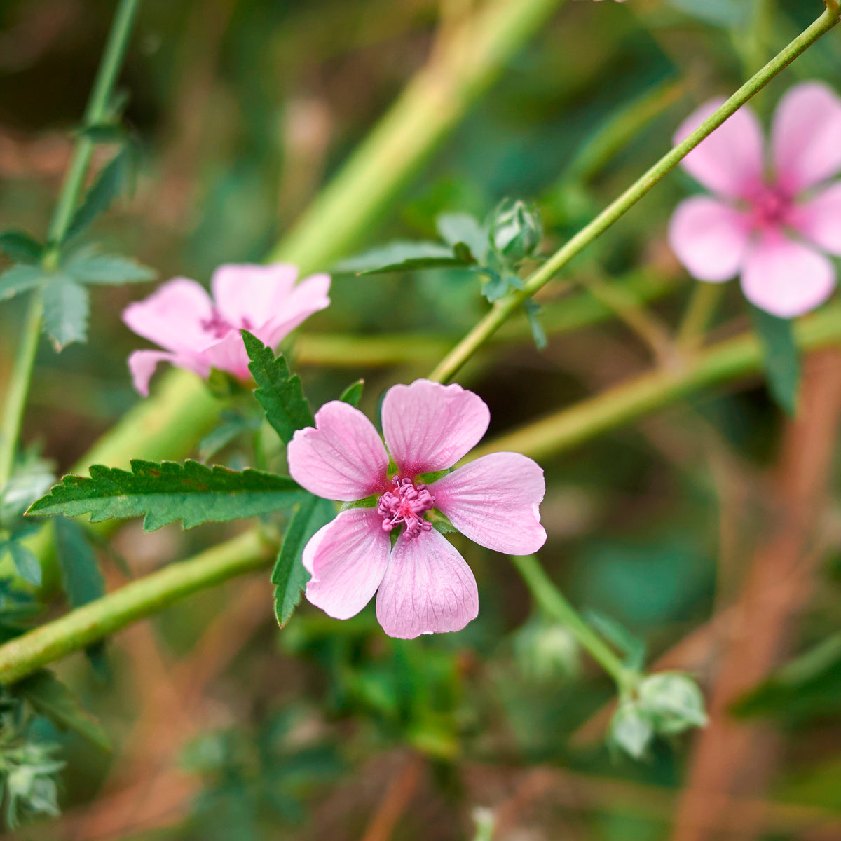 Althaea cannabina - Guimauve à feuilles de chanvre - Plantes vivaces
