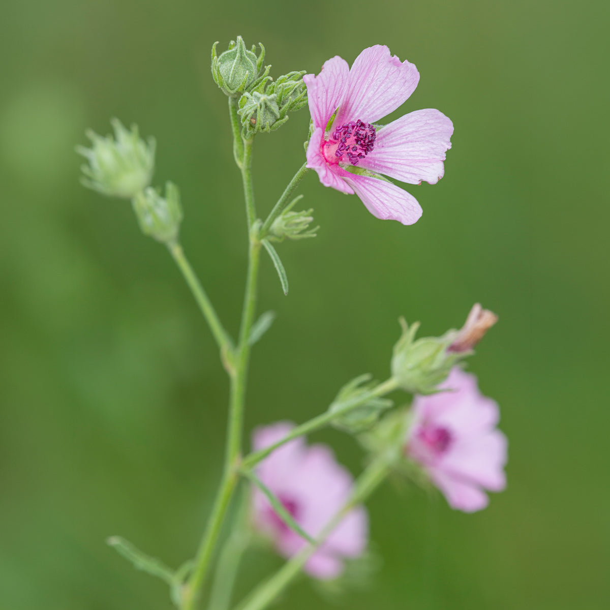 Vente Guimauve à feuilles de chanvre - Althaea cannabina