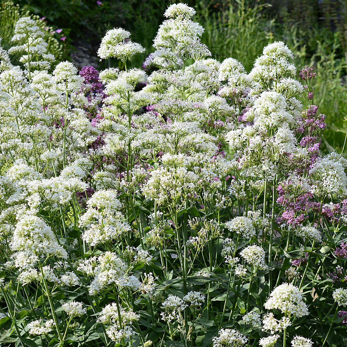Centranthus ruber albus - Valériane blanche - Vivaces fleuries
