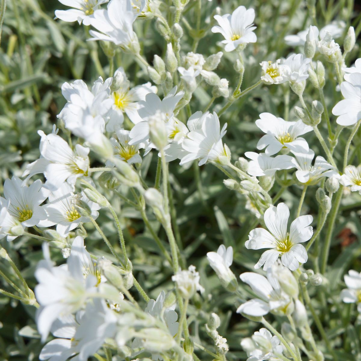 Plantes vivaces - Céraiste de Bieberstein - Cerastium biebersteinii