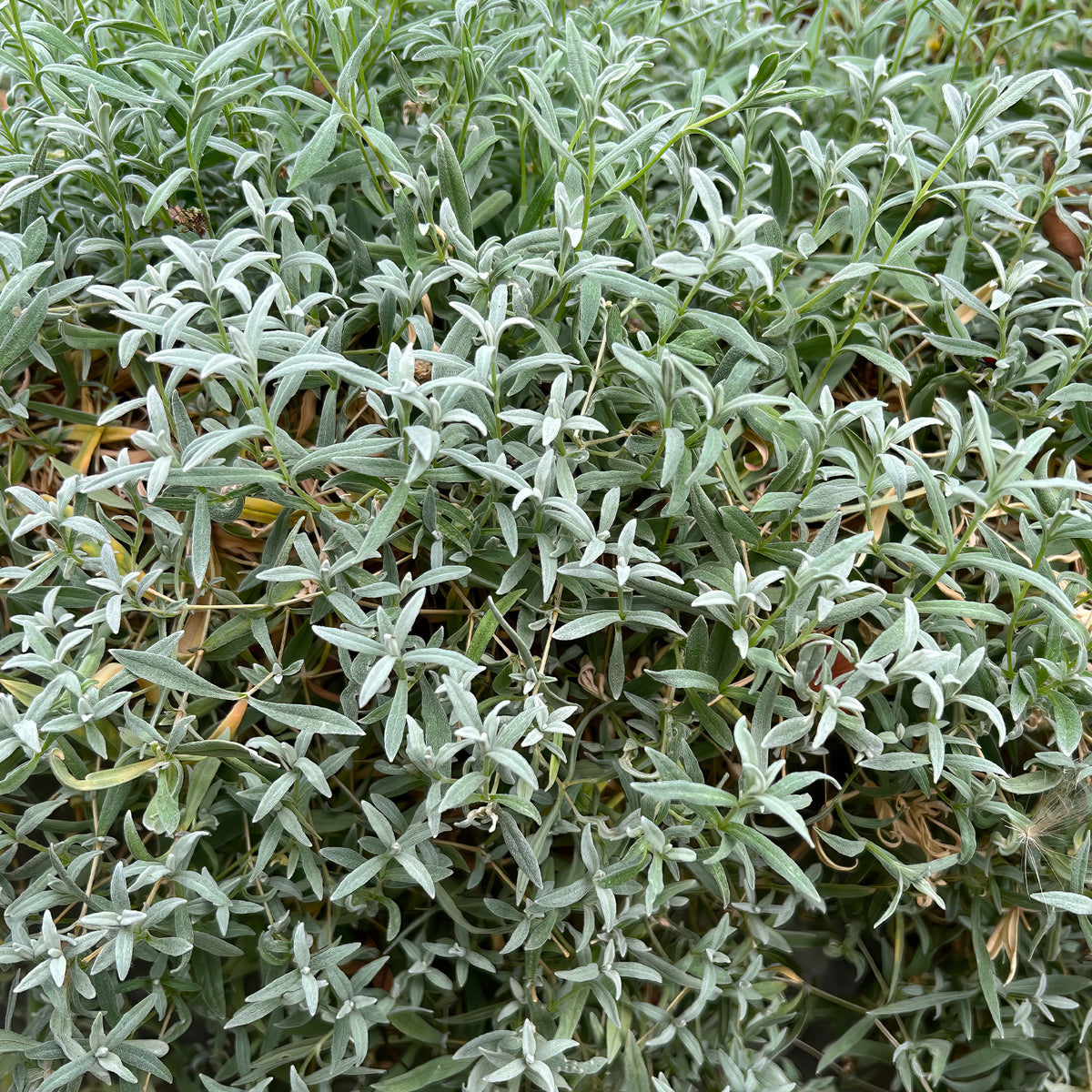 Cerastium biebersteinii - Céraiste de Bieberstein - Plantes vivaces