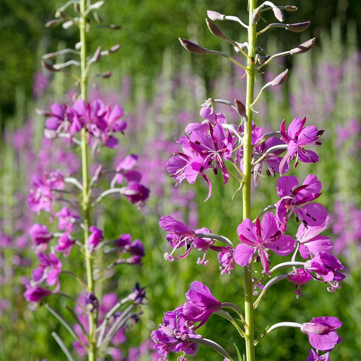 Épilobe - Epilobium angustifolium - Bakker