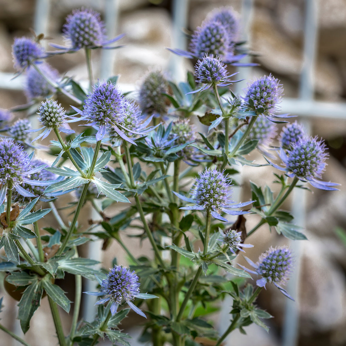 Panicaut à feuilles planes Blauer Zwerg Chardon bleu - Bakker