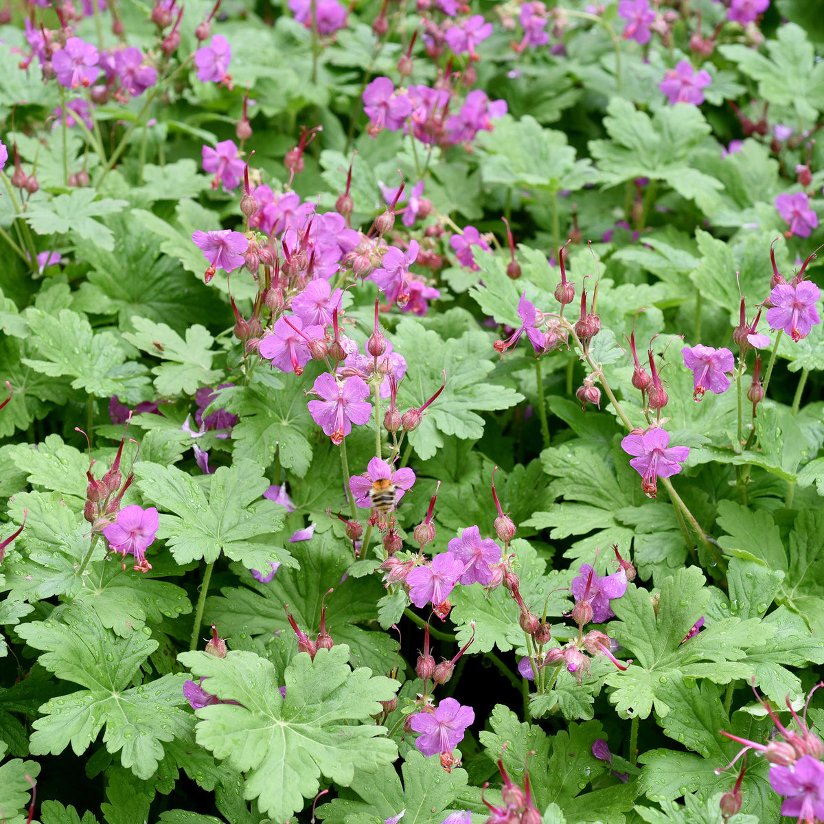 Geranium macrorrhizum - Géranium vivace macrorrhizum - Géraniums