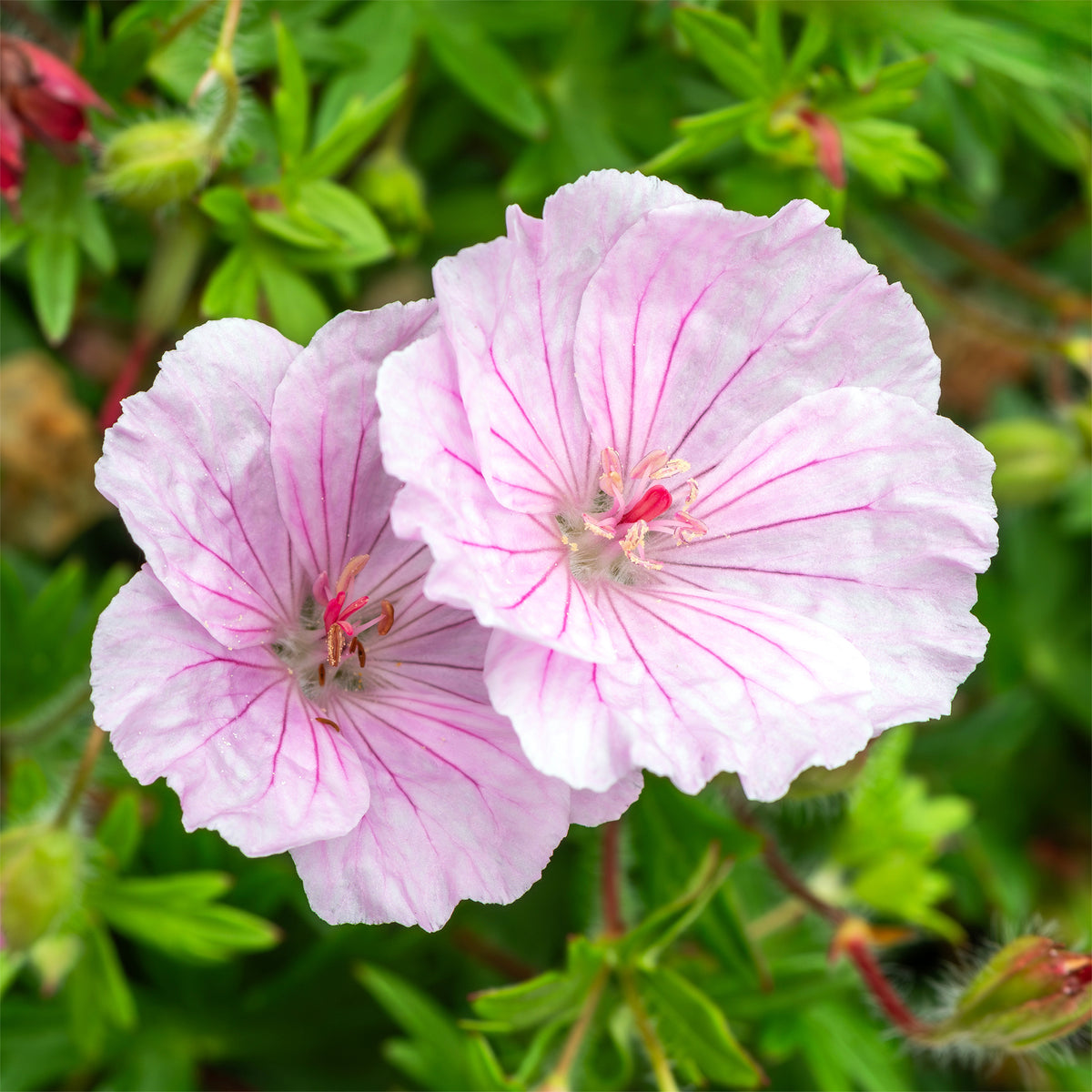 Geranium sanguineum striatum - Géranium vivace sanguin strié - Géraniums