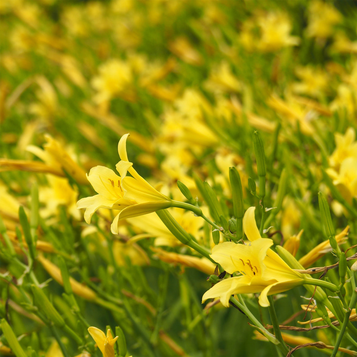Hemerocallis citrina - Hémérocalle citrina - Hémérocalle