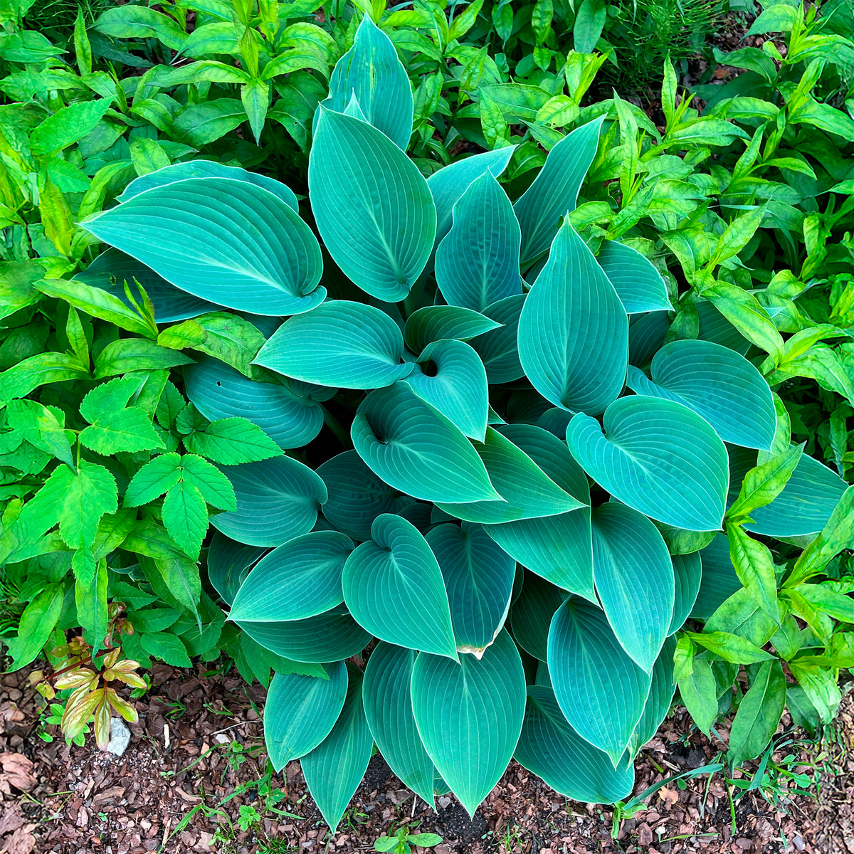 Vente Hosta Halcyon