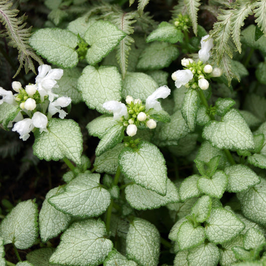 Lamier maculé White Nancy - Bakker