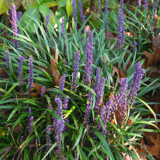Liriope Evergreen Giant Faux-muscari géant persistant - Bakker