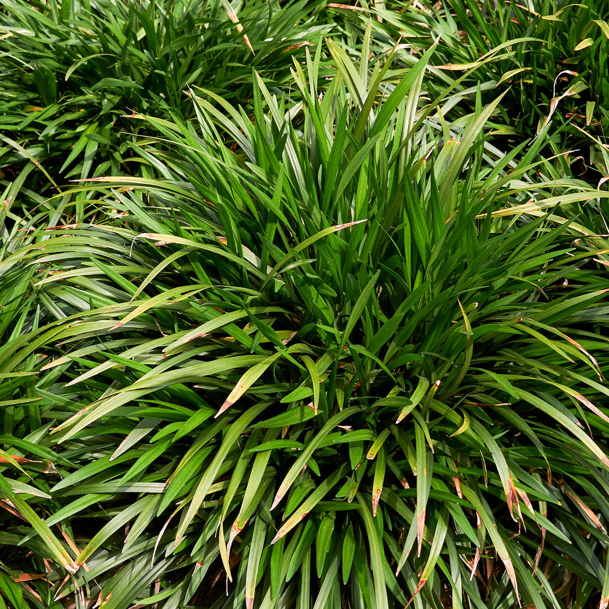 Liriope Evergreen Giant Faux-muscari géant persistant - Liriope muscari evergreen giant - Bakker