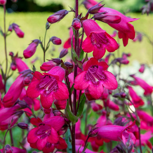 Galane Schoenholzeri - Penstemon - Bakker