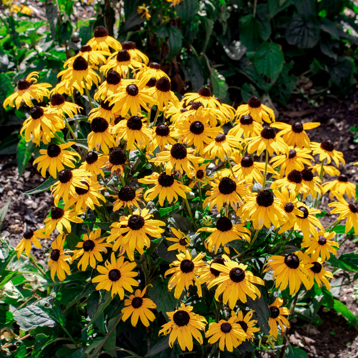 Rudbeckia Early Bird Gold - Bakker