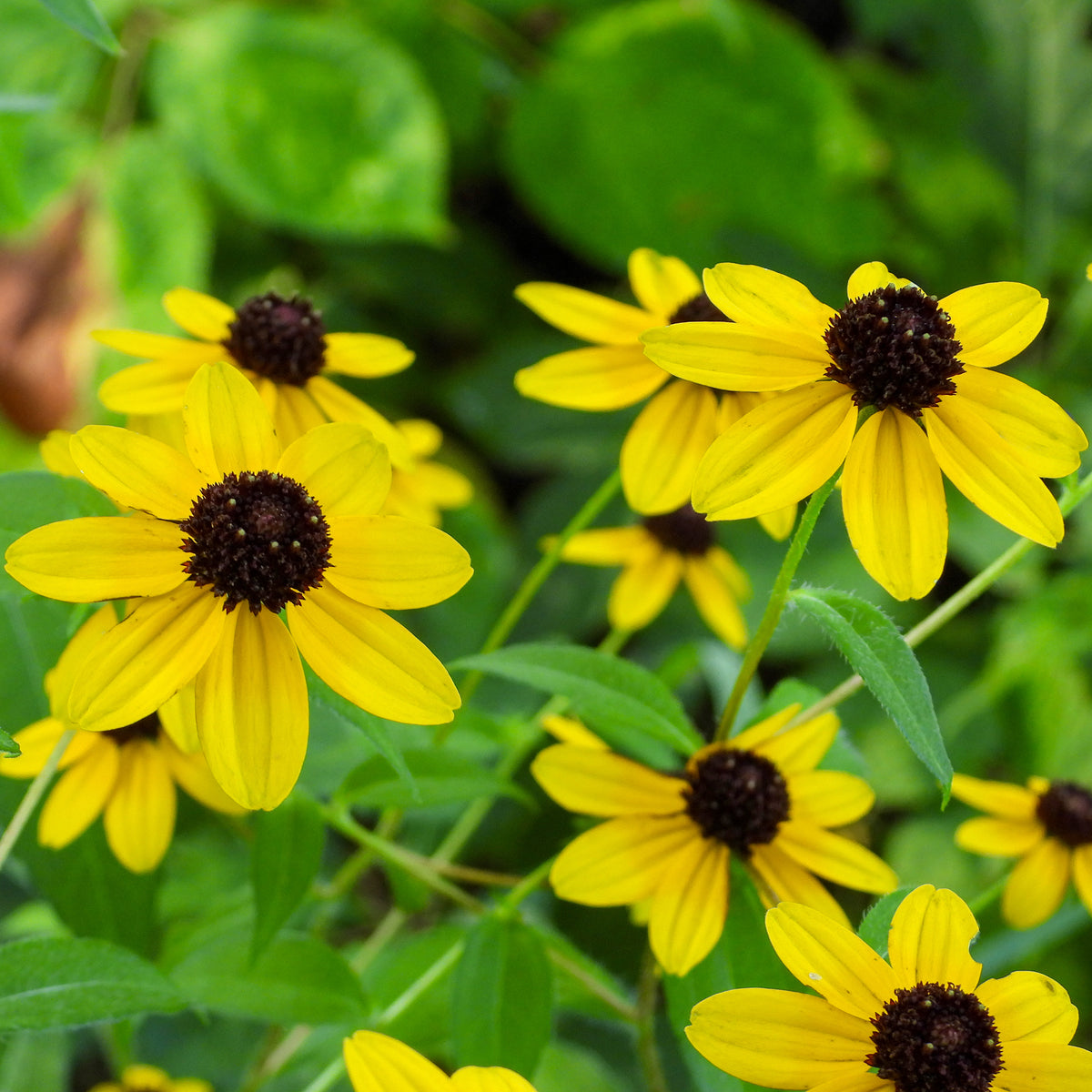 Rudbeckia triloba - Rudbeckia trilobée - Rudbeckia