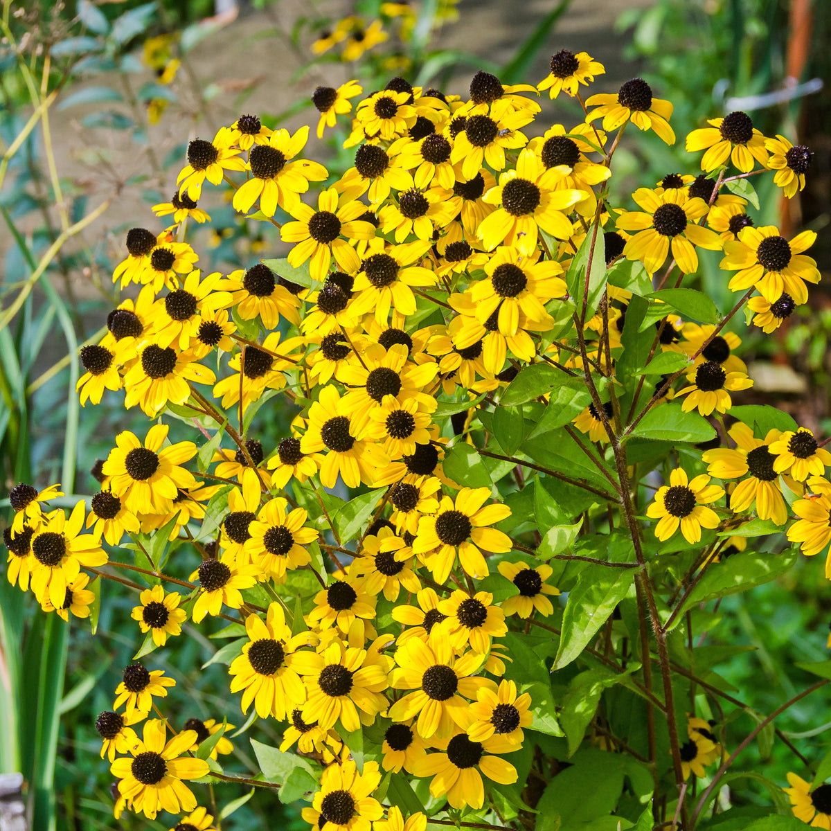 Rudbeckia - Rudbeckia trilobée - Rudbeckia triloba