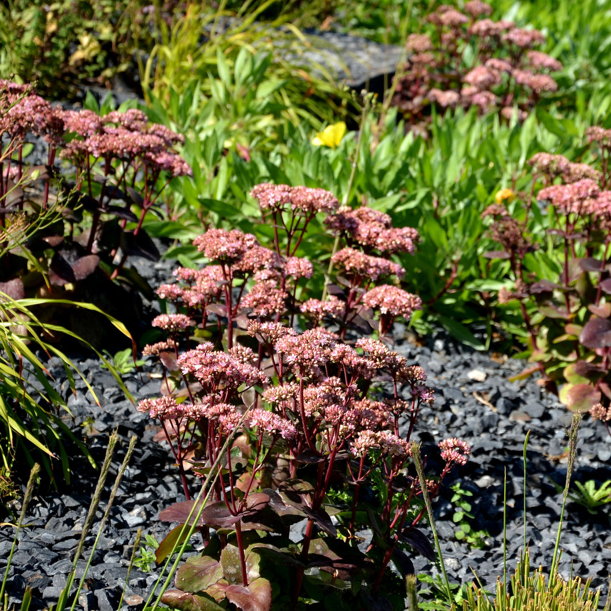 Sedum matrona - Sedum Matrona - Sedum - Orpin