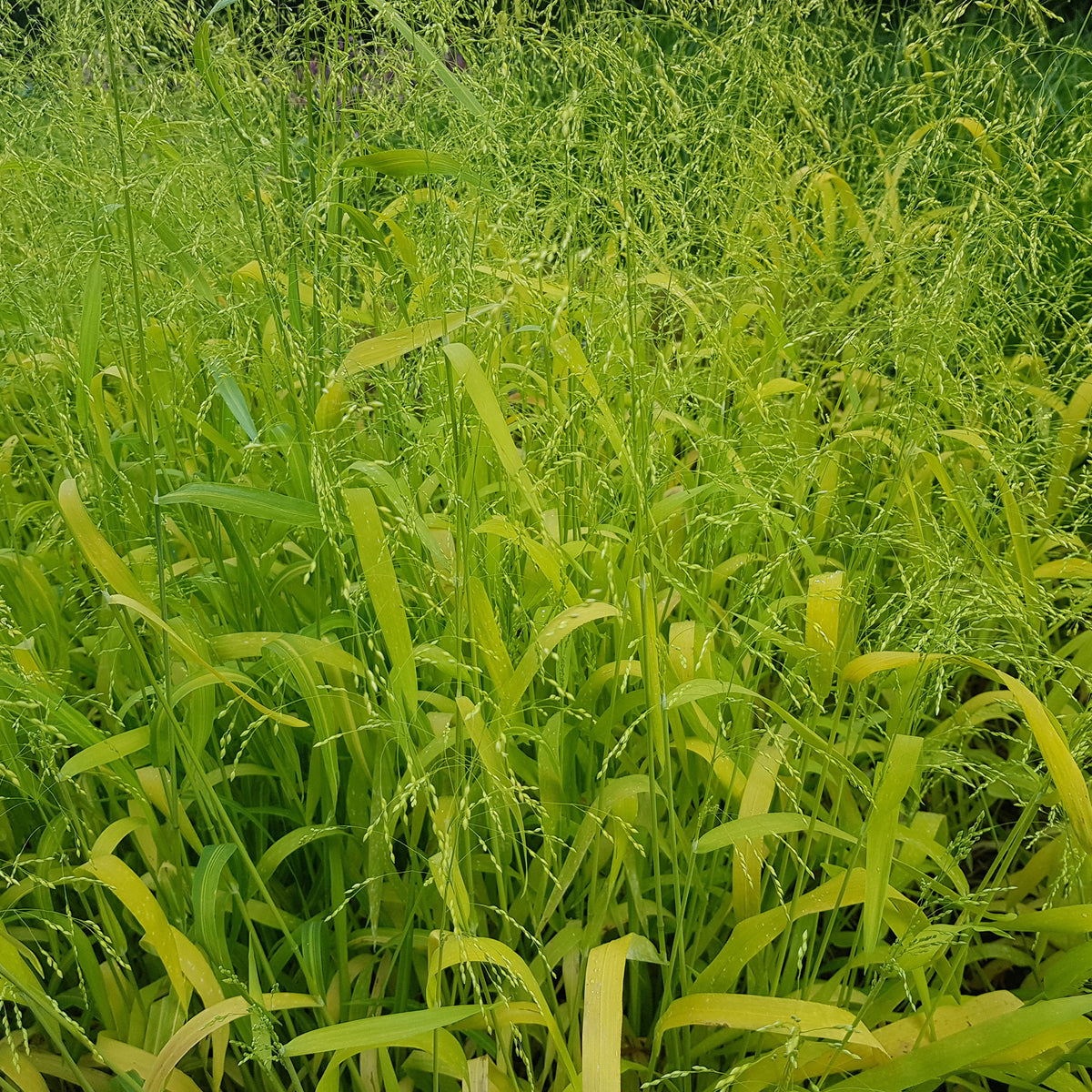 Milium effusum Aureum