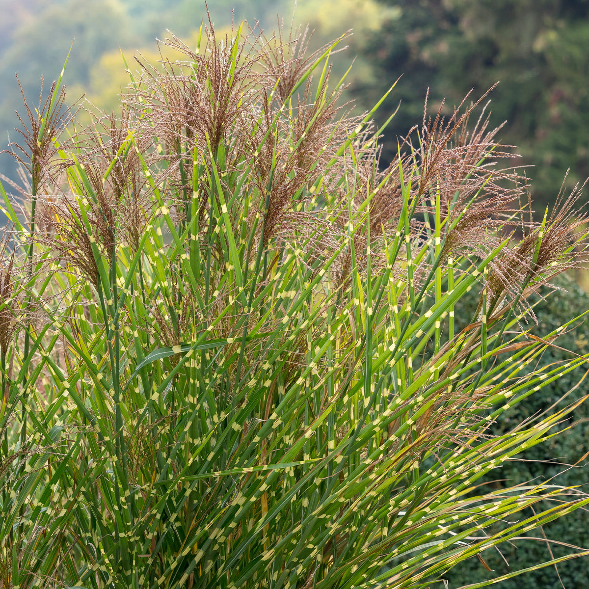 Eulalie - Miscanthus - Eulalie Zebrinus - Miscanthus sinensis Zebrinus
