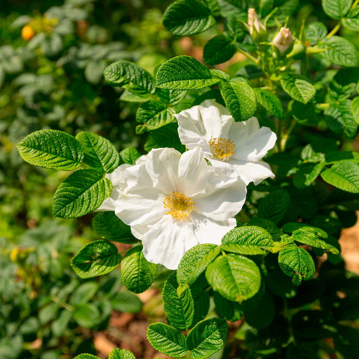Rosier rugueux à fleurs blanches - Bakker