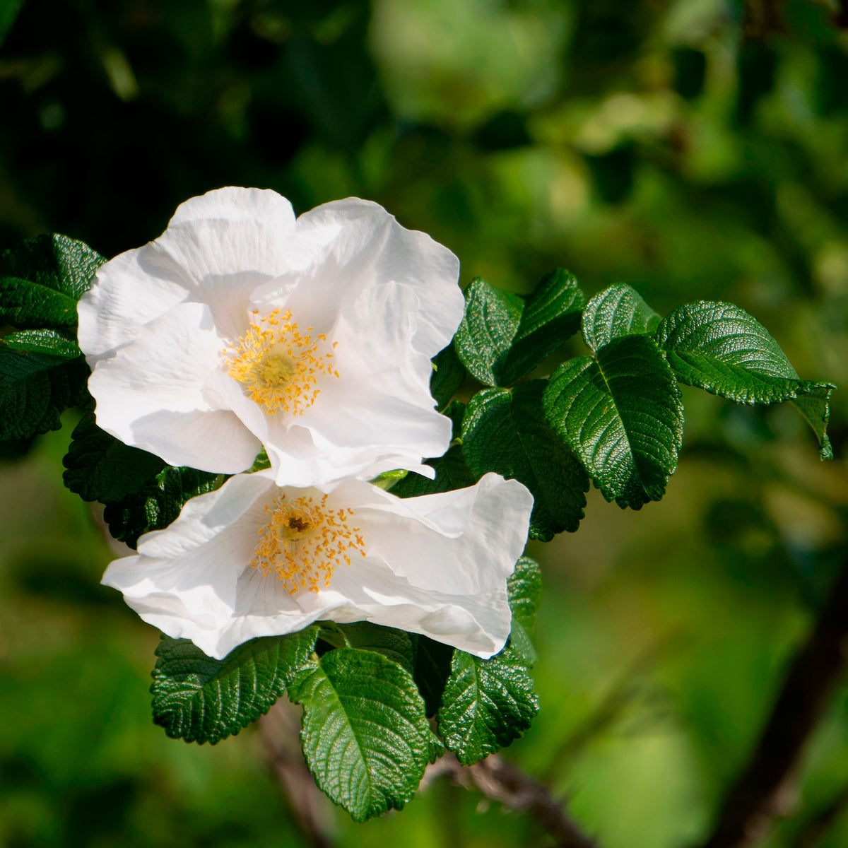 Rosa rugosa alba - Rosier rugueux à fleurs blanches - Rosiers