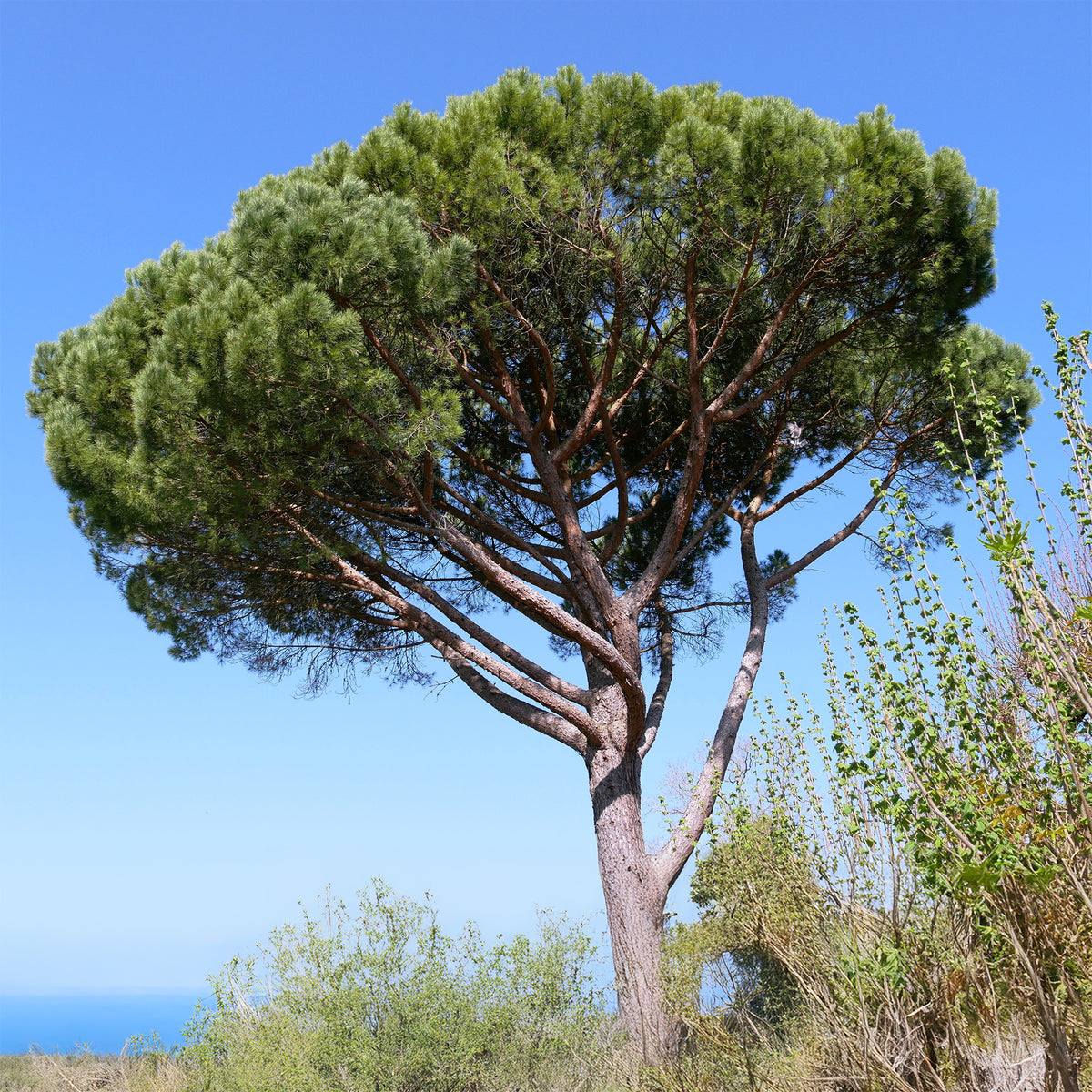 Pinus pinea - Pin parasol - Pin