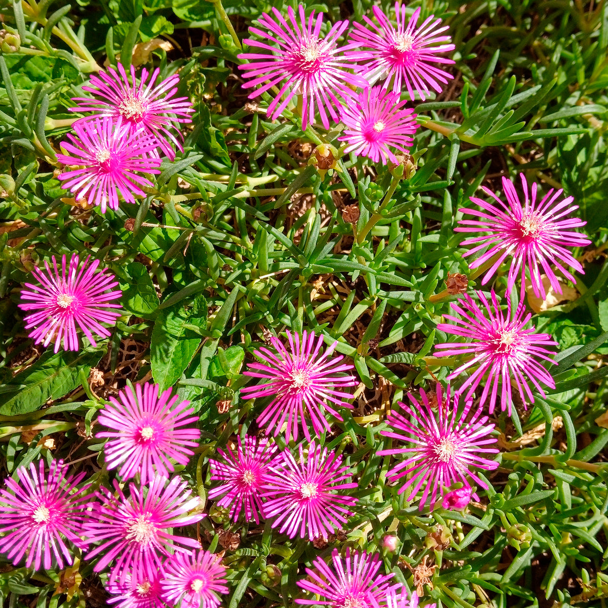 Delosperma cooperi - Delosperma de Cooper - Vivaces couvre-sols