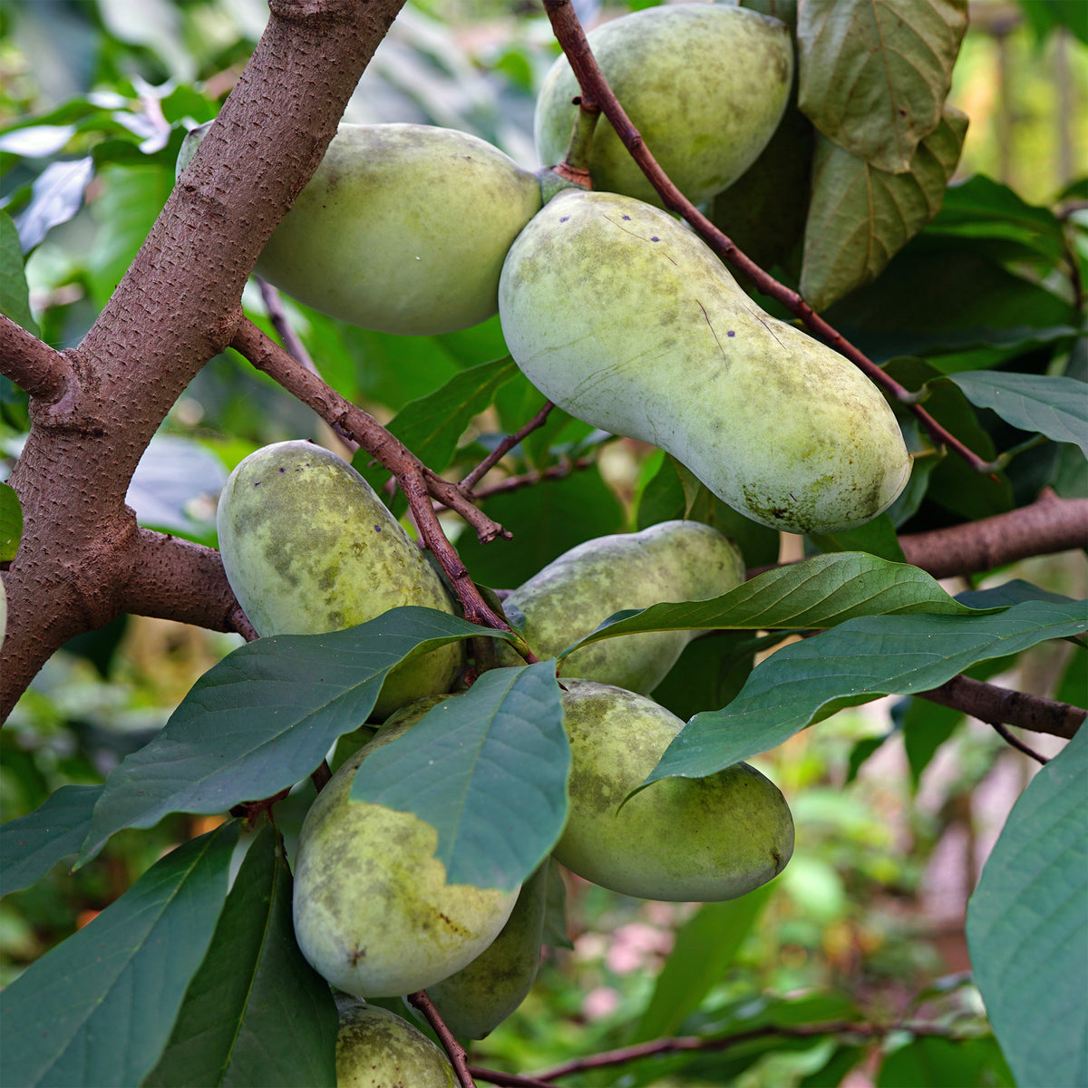 - Asimina Triloba Prima - Bakker