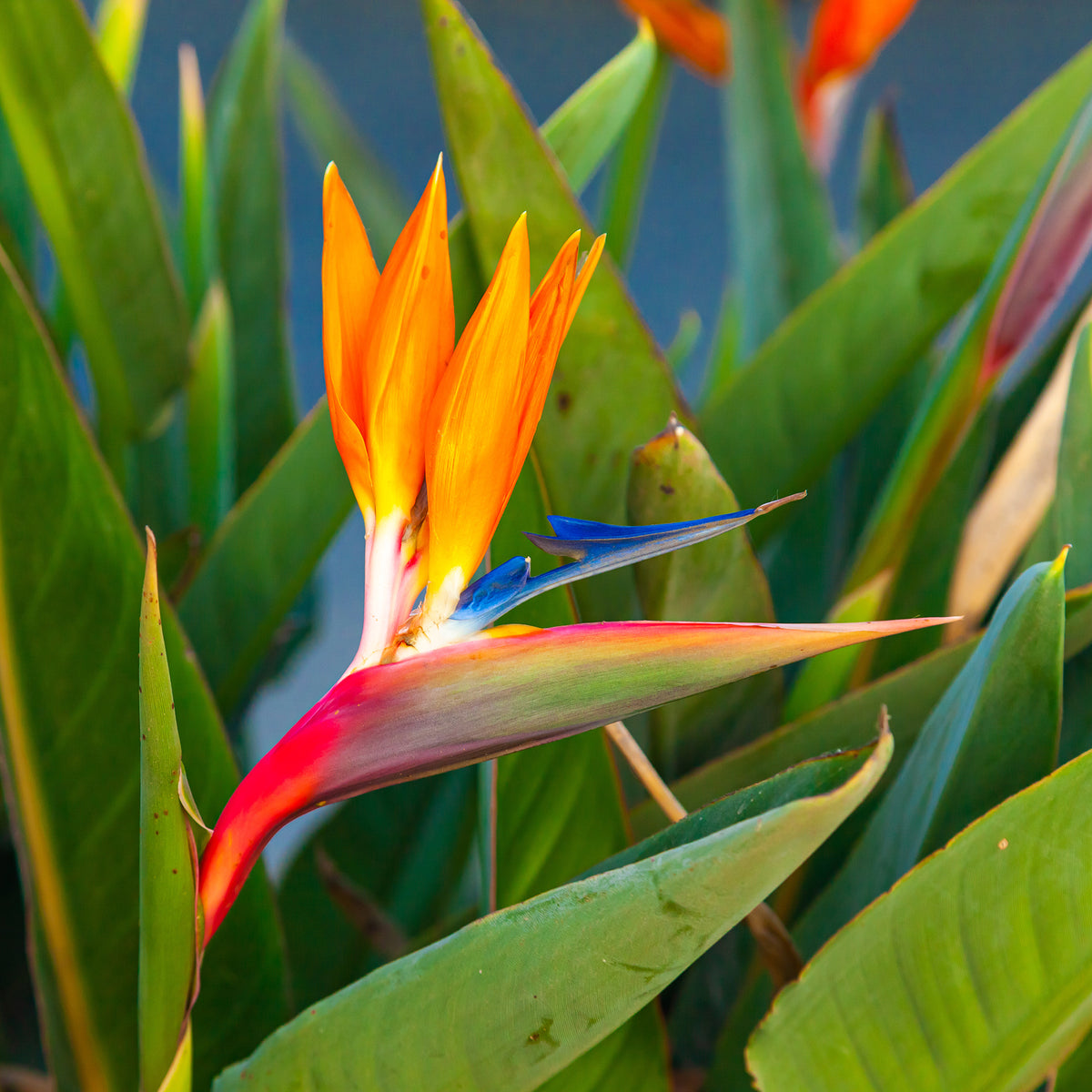 Oiseau du paradis Strelitzia - Bakker