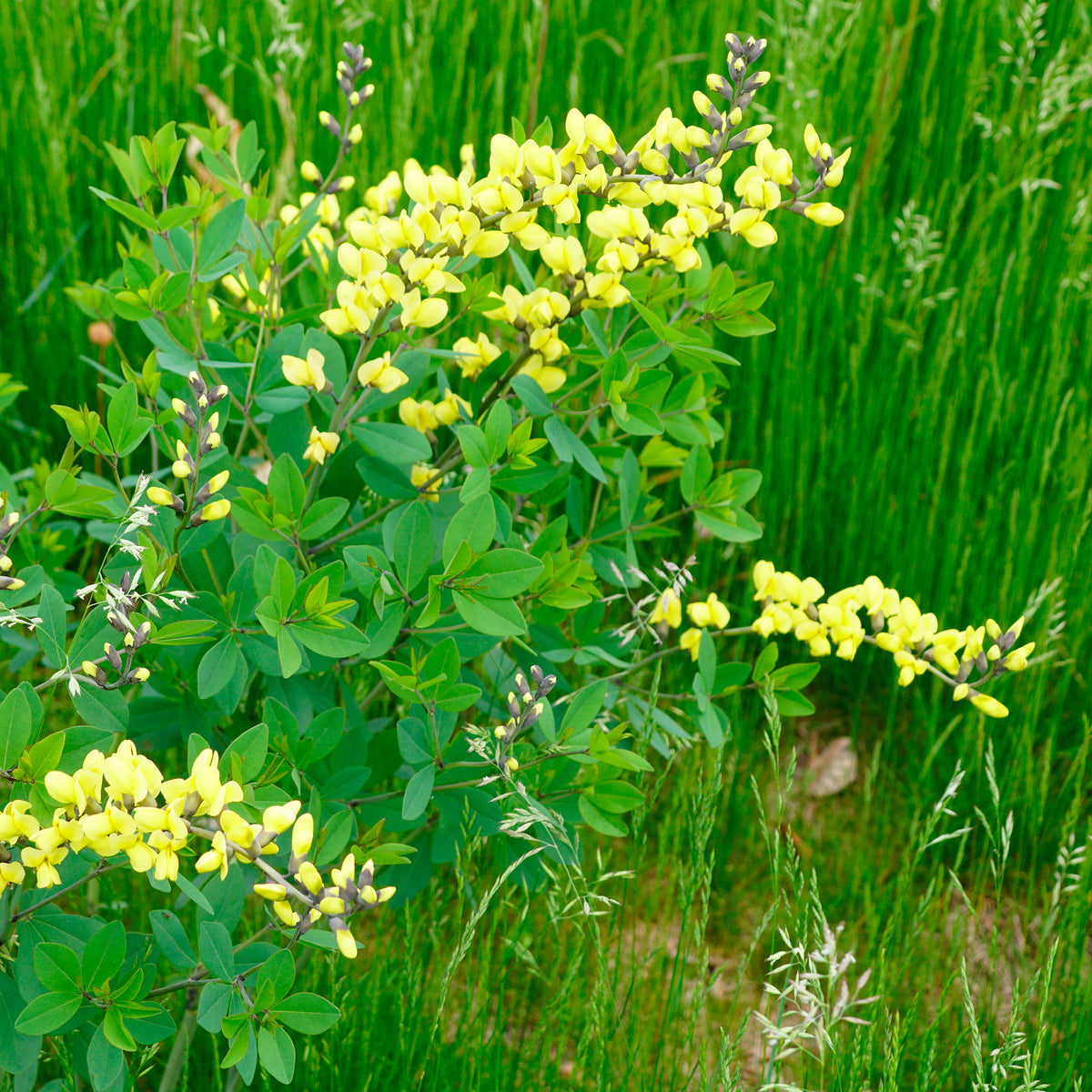 Lupin indigo Lemon Meringue - Baptisia Lemon Meringue - Bakker