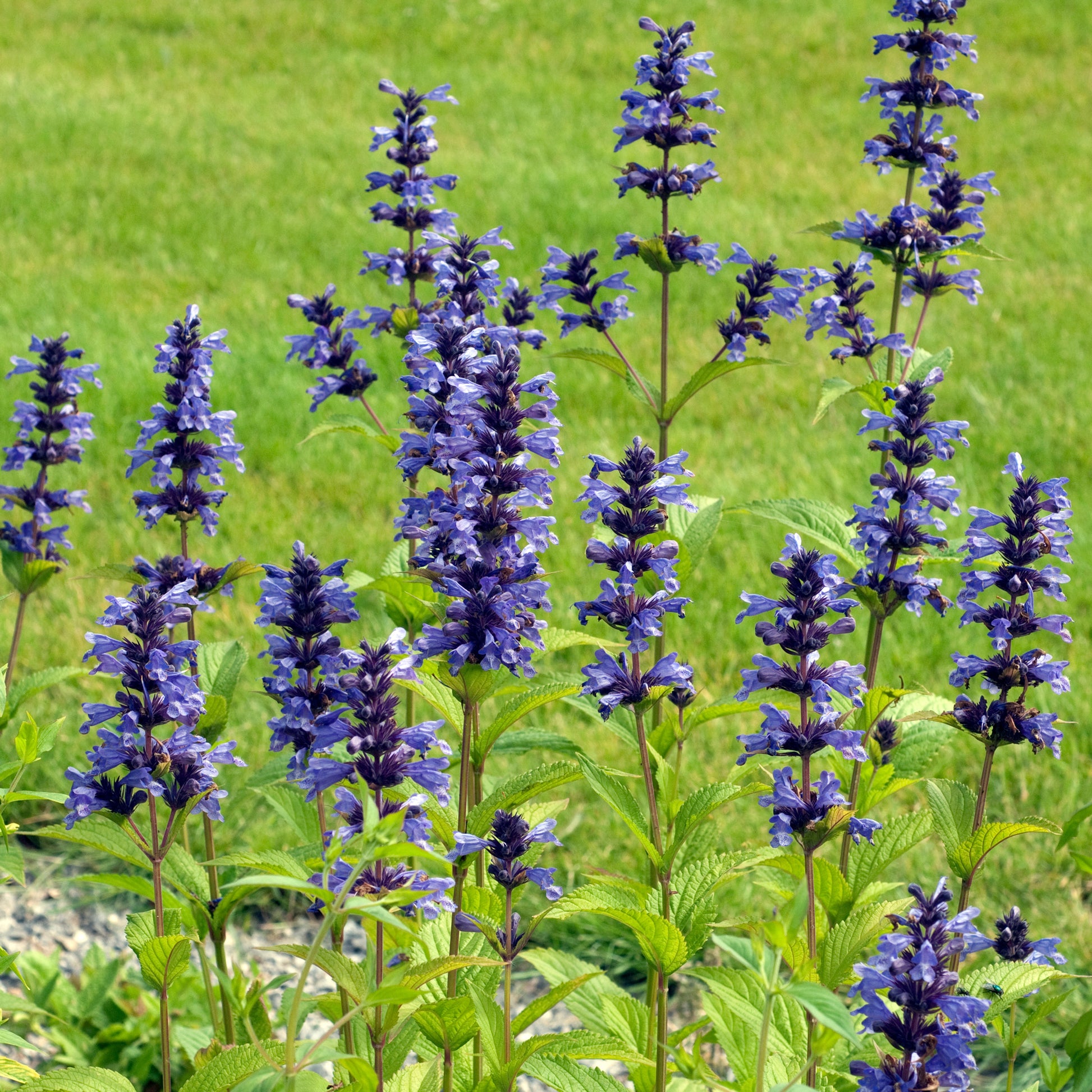 Nepeta kubanica - Nepeta kubanica - Bakker