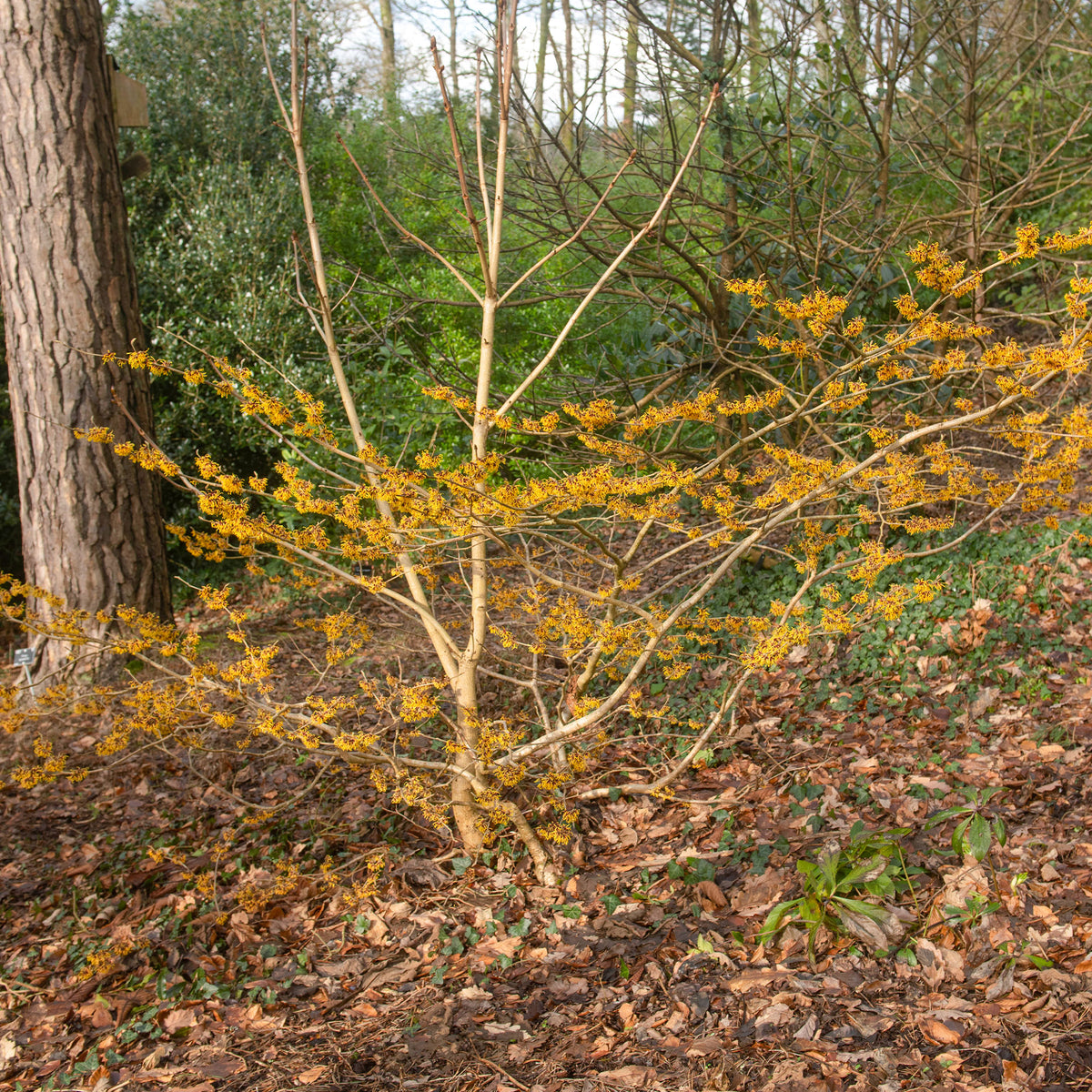 Hamamélis intermedia Orange Beauty - Bakker