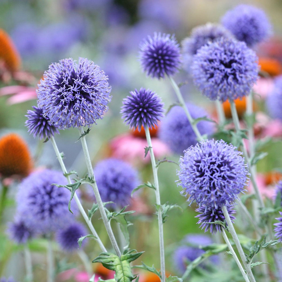 Echinops ritro Veitch's Blue - Boules azurées Veitchs Blue - Plantes vivaces
