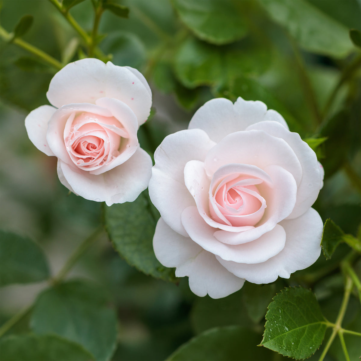 Rosier Aspirin Rose ® - Bakker