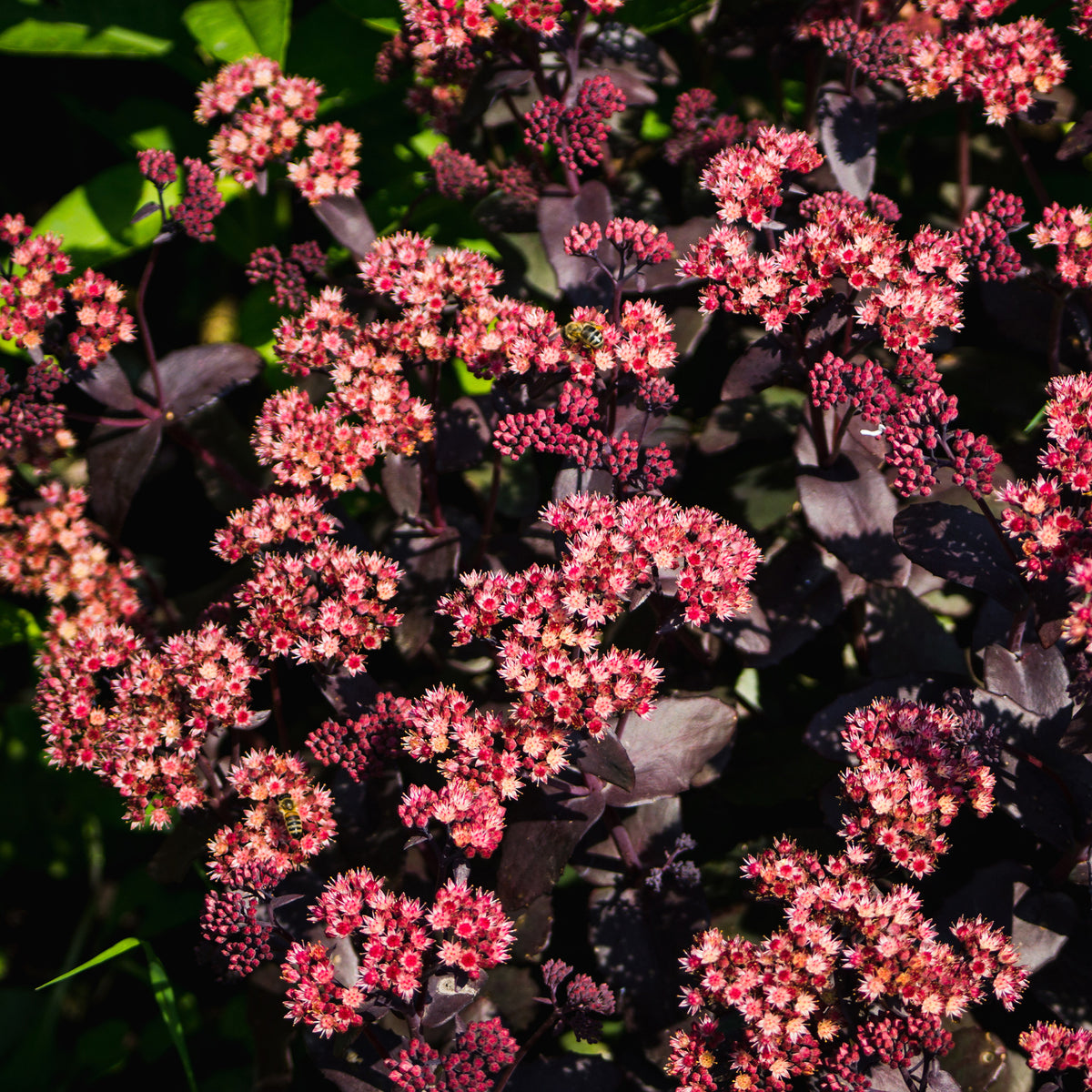 Sedum - Orpin - Sedum Chocolate Cherry - Sedum 'chocolate cherry'