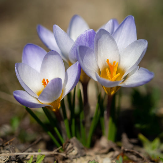 20 Crocus Blue Pearl - Bakker