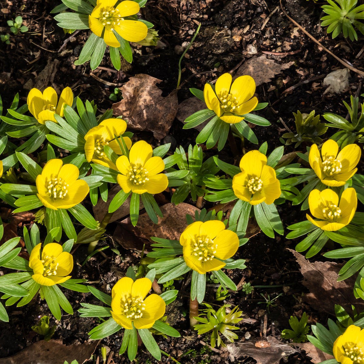 10 Helléborines - Eranthis hyemalis - Bakker